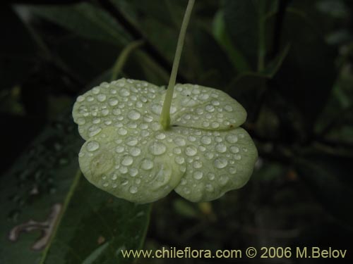 Bild von Hydrangea serratifolia (Canelilla / Voqui naranjo / Voqui paulun). Klicken Sie, um den Ausschnitt zu vergrössern.