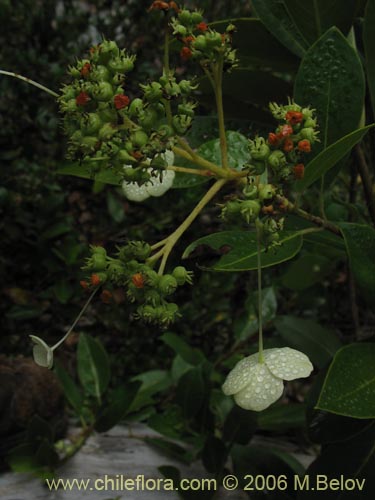 Hydrangea serratifolia的照片