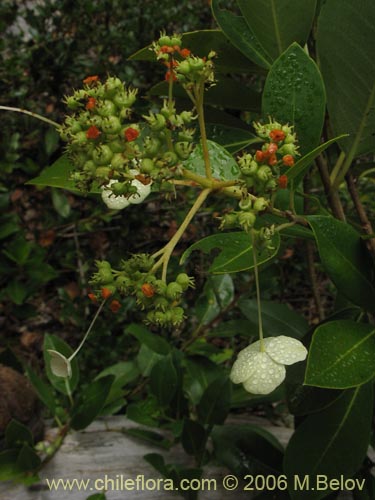 Hydrangea serratifolia的照片