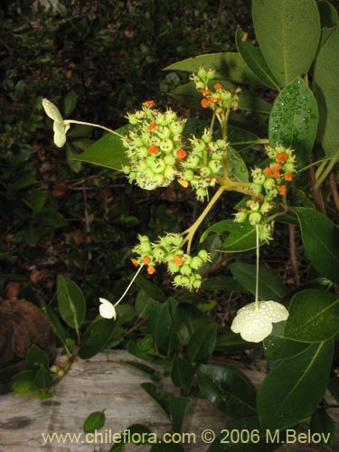 Image of Hydrangea serratifolia (Canelilla / Voqui naranjo / Voqui paulun). Click to enlarge parts of image.