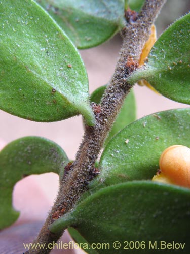 Bild von Maytenus chubutensis (Maiten de Chubut). Klicken Sie, um den Ausschnitt zu vergrössern.