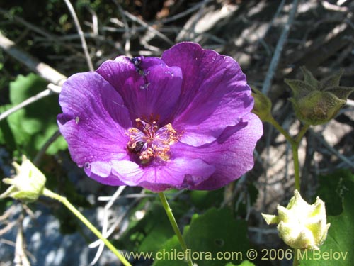 Bild von Corynabutilon viride (Huella). Klicken Sie, um den Ausschnitt zu vergrössern.