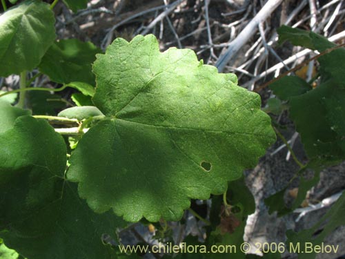 Фотография Corynabutilon viride (Huella). Щелкните, чтобы увеличить вырез.