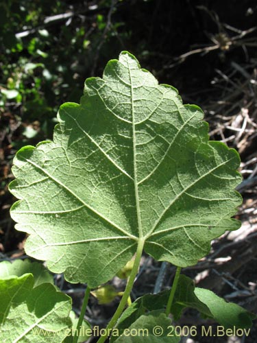 Imágen de Corynabutilon viride (Huella). Haga un clic para aumentar parte de imágen.