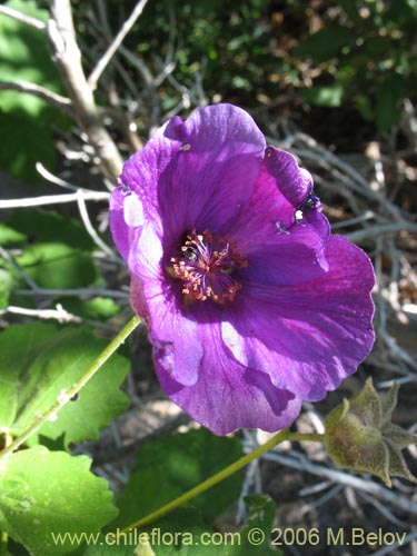 Фотография Corynabutilon viride (Huella). Щелкните, чтобы увеличить вырез.