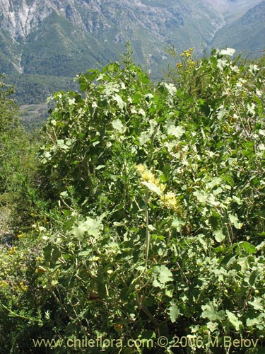 Imágen de Corynabutilon viride (Huella). Haga un clic para aumentar parte de imágen.