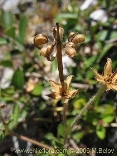 Geranium core-core의 사진