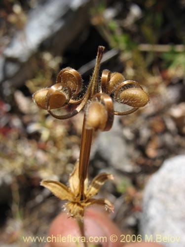 Imágen de Geranium core-core (Geranium core-core). Haga un clic para aumentar parte de imágen.