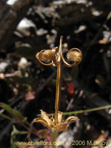 Bild von Geranium core-core (Geranium core-core). Klicken Sie, um den Ausschnitt zu vergrössern.