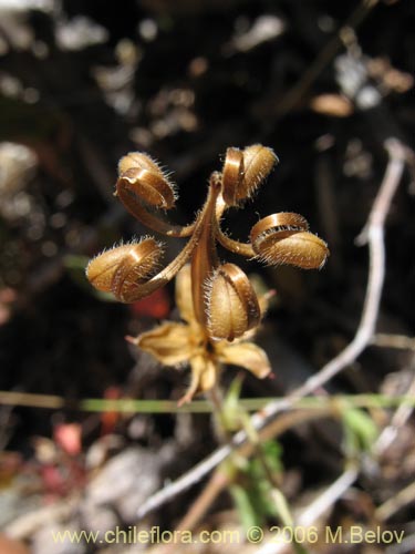 Bild von Geranium core-core (Geranium core-core). Klicken Sie, um den Ausschnitt zu vergrössern.