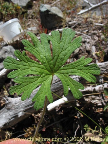 Imágen de Geranium core-core (Geranium core-core). Haga un clic para aumentar parte de imágen.