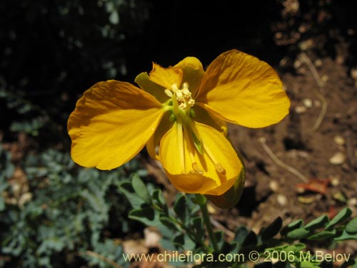 Imágen de Senna arnottiana (Quebracho / Alcaparra / Tara). Haga un clic para aumentar parte de imágen.