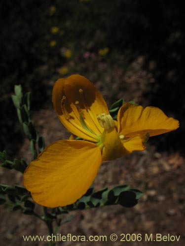 Imágen de Senna arnottiana (Quebracho / Alcaparra / Tara). Haga un clic para aumentar parte de imágen.