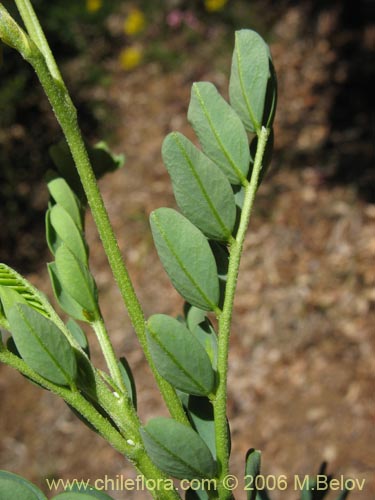 Imágen de Senna arnottiana (Quebracho / Alcaparra / Tara). Haga un clic para aumentar parte de imágen.