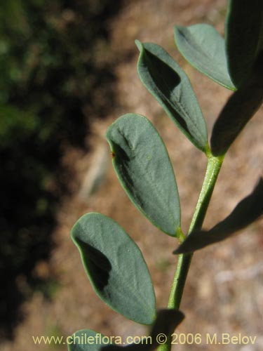 Imágen de Senna arnottiana (Quebracho / Alcaparra / Tara). Haga un clic para aumentar parte de imágen.