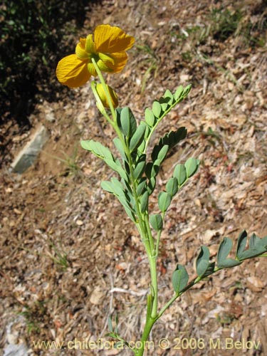 Imágen de Senna arnottiana (Quebracho / Alcaparra / Tara). Haga un clic para aumentar parte de imágen.