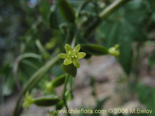 Imágen de Dioscorea brachybotrya (Papa cimarrona / Jaboncillo). Haga un clic para aumentar parte de imágen.