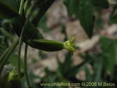 Imágen de Dioscorea brachybotrya (Papa cimarrona / Jaboncillo). Haga un clic para aumentar parte de imágen.