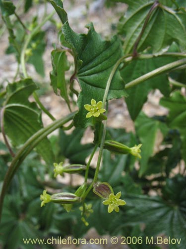 Bild von Dioscorea brachybotrya (Papa cimarrona / Jaboncillo). Klicken Sie, um den Ausschnitt zu vergrössern.