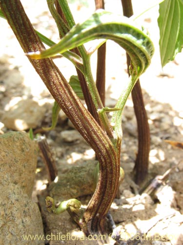 Bild von Dioscorea brachybotrya (Papa cimarrona / Jaboncillo). Klicken Sie, um den Ausschnitt zu vergrössern.