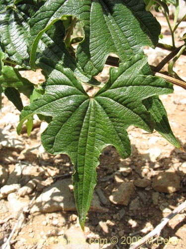 Image of Dioscorea brachybotrya (Papa cimarrona / Jaboncillo). Click to enlarge parts of image.