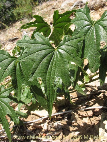 Dioscorea brachybotryaの写真