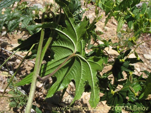 Bild von Dioscorea brachybotrya (Papa cimarrona / Jaboncillo). Klicken Sie, um den Ausschnitt zu vergrössern.