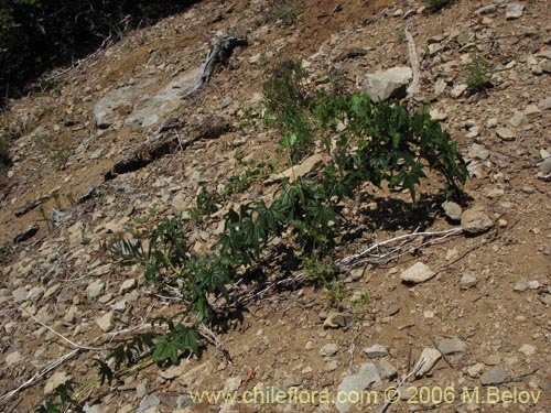 Dioscorea brachybotrya의 사진