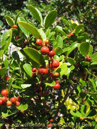 Image of Azara alpina (Lilén de la cordillera). Click to enlarge parts of image.