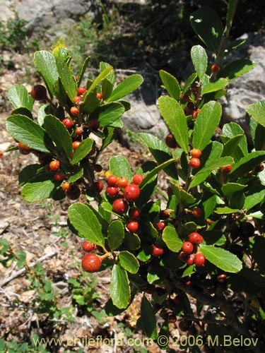 Bild von Azara alpina (Lilén de la cordillera). Klicken Sie, um den Ausschnitt zu vergrössern.