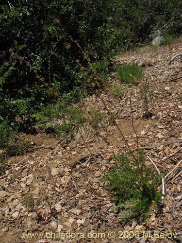 Image of Acaena pinnatifida (Pimpinela cimarrona / Abrojo). Click to enlarge parts of image.