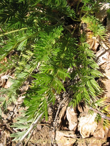 Bild von Acaena pinnatifida (Pimpinela cimarrona / Abrojo). Klicken Sie, um den Ausschnitt zu vergrössern.