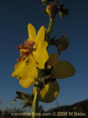 Bild von Verbascum virgatum (Mitrún). Klicken Sie, um den Ausschnitt zu vergrössern.