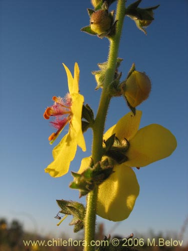 Imágen de Verbascum virgatum (Mitrún). Haga un clic para aumentar parte de imágen.