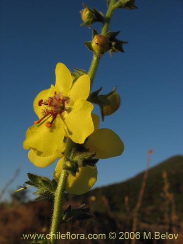 Verbascum virgatum的照片