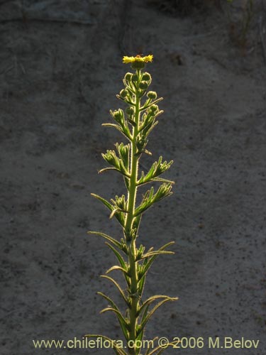 Bild von Asteraceae sp. #2431 (). Klicken Sie, um den Ausschnitt zu vergrössern.