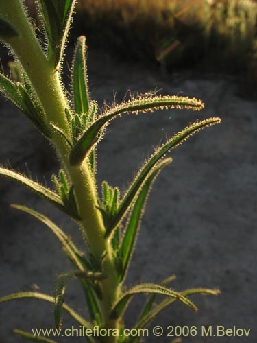 Asteraceae sp. #2431の写真
