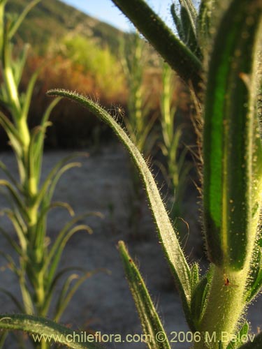 Bild von Madia sp. #2431 (). Klicken Sie, um den Ausschnitt zu vergrössern.