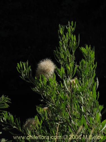 Image of Pluchea absinthioides (Brea / Chilquilla / Soroma / Peril). Click to enlarge parts of image.