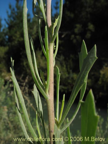 Bild von Pluchea absinthioides (Brea / Chilquilla / Soroma / Peril). Klicken Sie, um den Ausschnitt zu vergrössern.