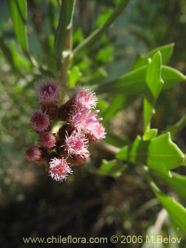 Bild von Pluchea absinthioides (Brea / Chilquilla / Soroma / Peril). Klicken Sie, um den Ausschnitt zu vergrössern.