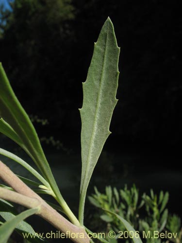 Bild von Pluchea absinthioides (Brea / Chilquilla / Soroma / Peril). Klicken Sie, um den Ausschnitt zu vergrössern.