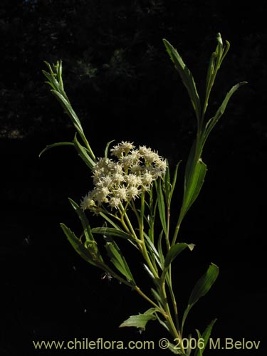 Imágen de Baccharis sp. #3078 (baccharis). Haga un clic para aumentar parte de imágen.