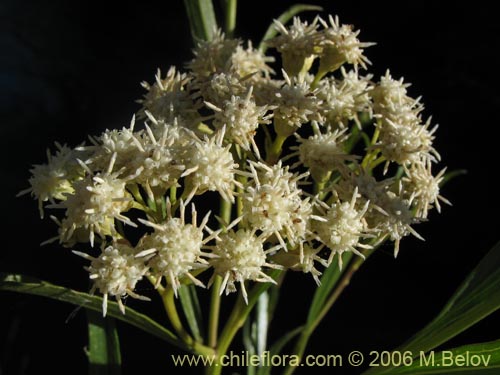 Imágen de Baccharis sp. #3078 (baccharis). Haga un clic para aumentar parte de imágen.