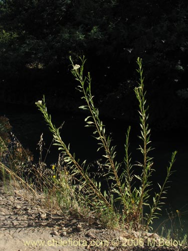 Imágen de Baccharis sp. #3078 (baccharis). Haga un clic para aumentar parte de imágen.