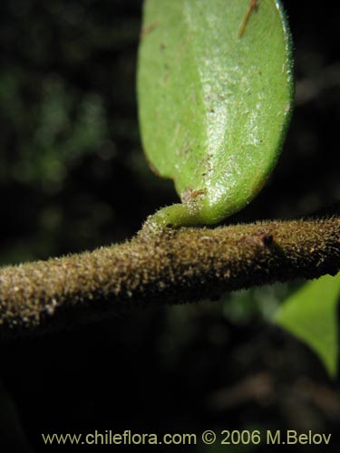 Bild von Maytenus chubutensis (Maiten de Chubut). Klicken Sie, um den Ausschnitt zu vergrössern.