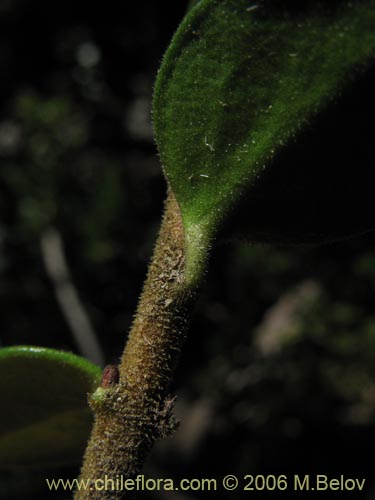 Bild von Maytenus chubutensis (Maiten de Chubut). Klicken Sie, um den Ausschnitt zu vergrössern.