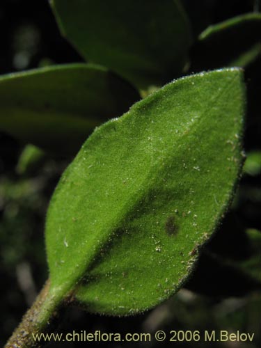 Bild von Maytenus chubutensis (Maiten de Chubut). Klicken Sie, um den Ausschnitt zu vergrössern.