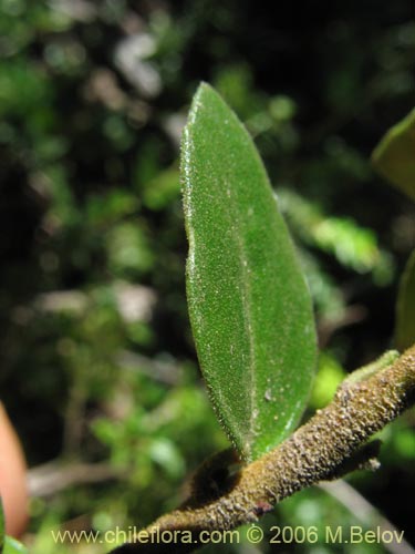 Image of Maytenus chubutensis (Maiten de Chubut). Click to enlarge parts of image.