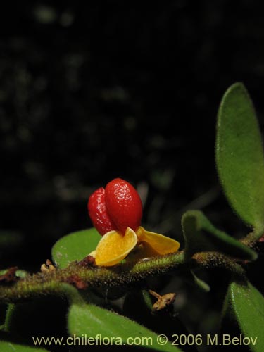 Bild von Maytenus chubutensis (Maiten de Chubut). Klicken Sie, um den Ausschnitt zu vergrössern.